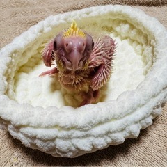 オカメインコの赤ちゃん　決まりました