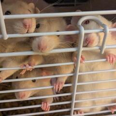 ファンシーラットの里親募集
