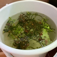 水草いろいろセット　無料