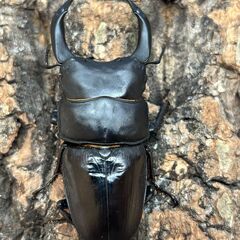 【配送可】国産オオクワガタペア 能勢YG  ♂81mm×♀51mm【YG23109/YG23125】の画像