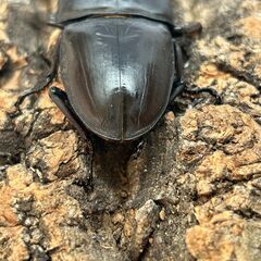 【配送可】国産オオクワガタペア 能勢YG  ♂81mm×♀51mm【YG23109/YG23125】の画像