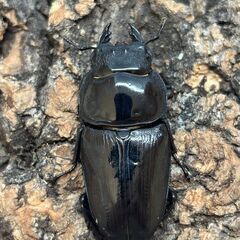 【配送可】国産オオクワガタペア 能勢YG  ♂81mm×♀51mm【YG23109/YG23125】の画像