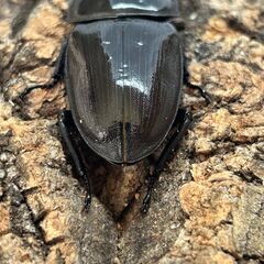 【配送可】国産オオクワガタペア 能勢YG  ♂81mm×♀51mm【YG23109/YG23125】の画像