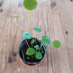 ウォーターマッシュルーム ★水生植物★ビオトープ★苗★ガーデニングの画像