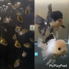 金魚稚魚【パンダ🐼ローズテール】お譲りします
