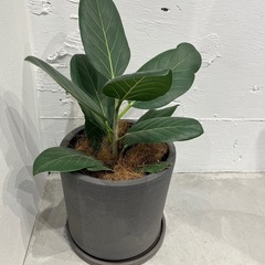 ゴムの木　観葉植物　