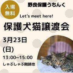 本日23(日)犬猫譲渡会開催！