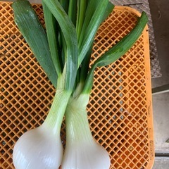 サラダ玉ねぎ　葉玉