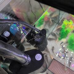 （交渉中）コリドラスなど生体の画像
