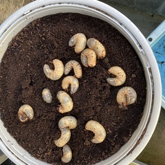 カブトムシ　国産　幼虫