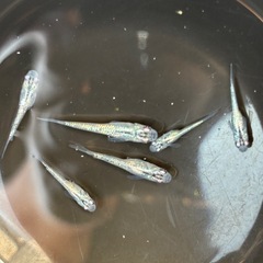 現物メダカ ネプチューンメダカ 6匹