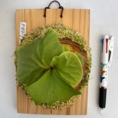【観葉植物】 商談中　ビカクシダ　p. リドレイ　No.❷番
