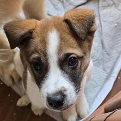 【正式譲渡決定！】野犬の子です。人馴れOK！気の優しいレオです！