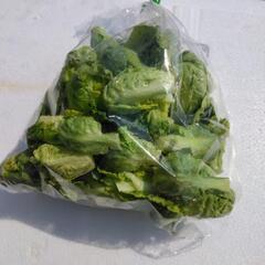 芽キャベツ　無農薬　