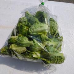 芽キャベツ　無農薬　の画像