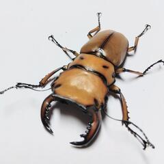 メンガタメリークワガタ新成虫ペア①