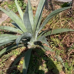 リュウゼツラン　アガベ