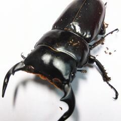 インドアンタエウスオオクワガタ新成虫ペア