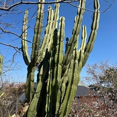 柱サボテン🌵
