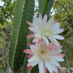 柱サボテン🌵
の画像