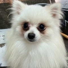 １歳のポメラニアン♂ドン