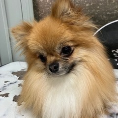 ２歳のmixポメチワ♂プッチ