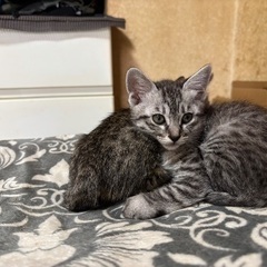 生後2ヶ月の子猫です
