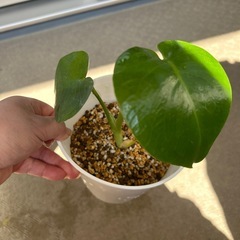 赤ちゃんモンステラ②の画像