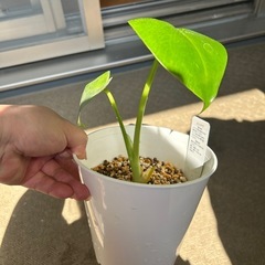 赤ちゃんモンステラ②の画像