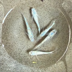 めだか　ネプチューン　現物出品　飼育　水草