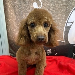 １歳のトイプードル♀チャチャ