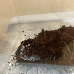 ルソンブルーレッグの画像