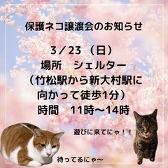 保護ネコ譲渡会　3/23