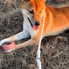 柴犬