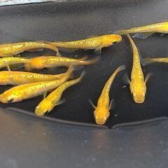 🌸メダカ🌸画像のめだか　11匹 1000円