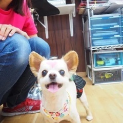トリミングスタッフ募集！の画像