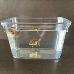金魚（ローズテールオランダ）