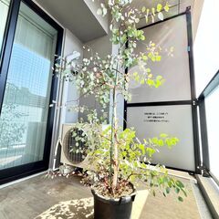 ユーカリポポラス【大型観葉植物】の画像