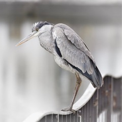 野鳥が好きで、一緒に雑談やウォーキングできる方