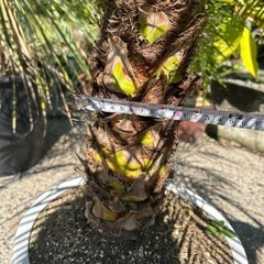 フェニックスロベレニー陶器鉢ごとの画像