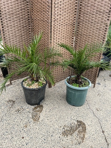 カナリー鉢ごと　2本セット