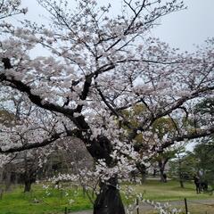 花見の場所取り代行します　4/6福岡市舞鶴公園　