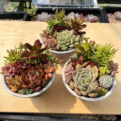 多肉植物　寄せ植え　１鉢