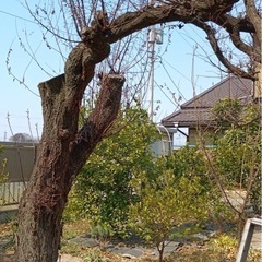 太田市、すももの木、さしあげます、薪ストーブなどにの画像