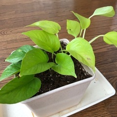 観葉植物🪴ポトス