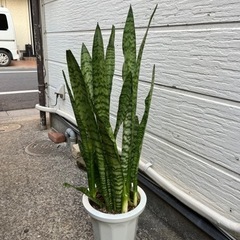観葉植物　ゼラニカ8号