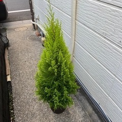 ガーデニング人気　ゴールドクレストの画像