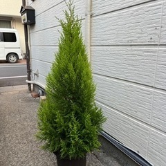 ガーデニング人気　ゴールドクレストの画像