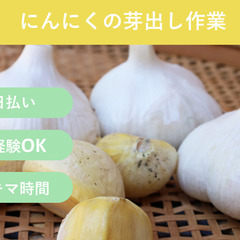 ＼日払い・1日OK！／初心者大歓迎！急募！農作業スタッフ(にんに...