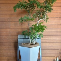 観葉植物 タイワンモミジ